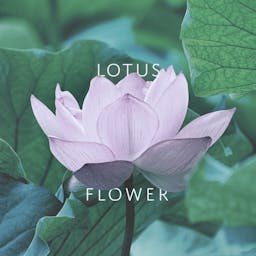 Lotus Flower album artwork